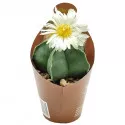 Kaktusy (Astrophytum myriostigm nudum) v črepníku ø 6,5 cm
