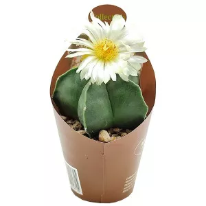 Kaktusy (Astrophytum myriostigm nudum) v črepníku ø 6,5 cm