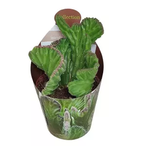 Kaktusy (Stapelia leendertziae crestata) v črepníku ø 6,5 cm