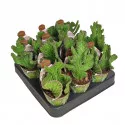 Kaktusy (Stapelia leendertziae crestata) v črepníku ø 6,5 cm