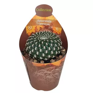 Kaktusy (Sulcorebutia arenacea) v črepníku ø 6,5 cm