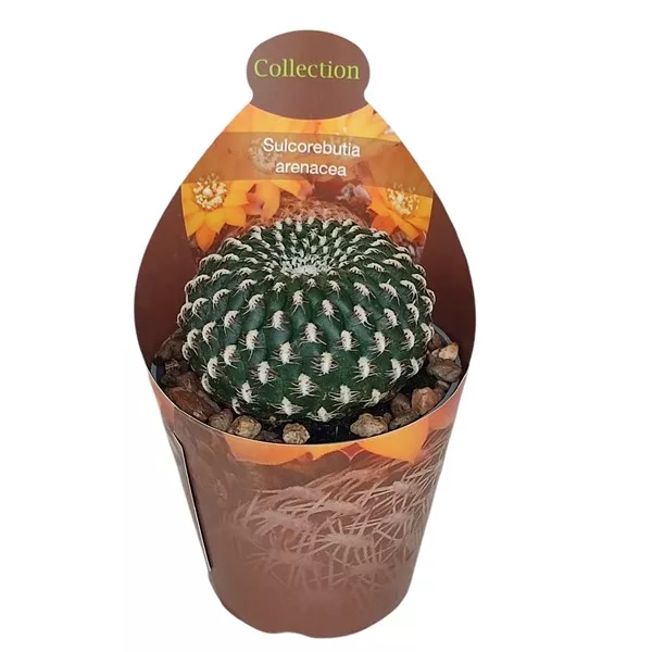Kaktusy (Sulcorebutia arenacea) v črepníku ø 6,5 cm