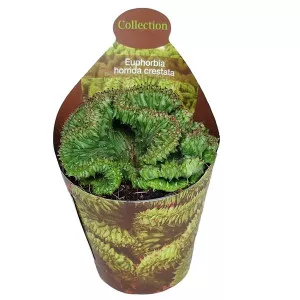 Euphorbia (Euphorbia horrida crestata) v črepníku ø 6,5 cm