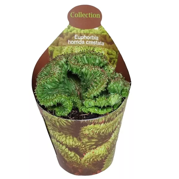 Euphorbia (Euphorbia horrida crestata) v črepníku ø 6,5 cm