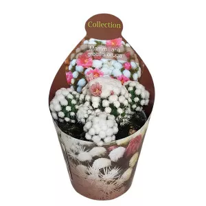 Kaktusy (Mammillaria gracilis oruga) v črepníku ø 6,5 cm