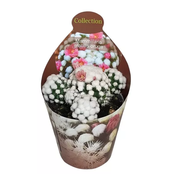 Kaktusy (Mammillaria gracilis oruga) v črepníku ø 6,5 cm
