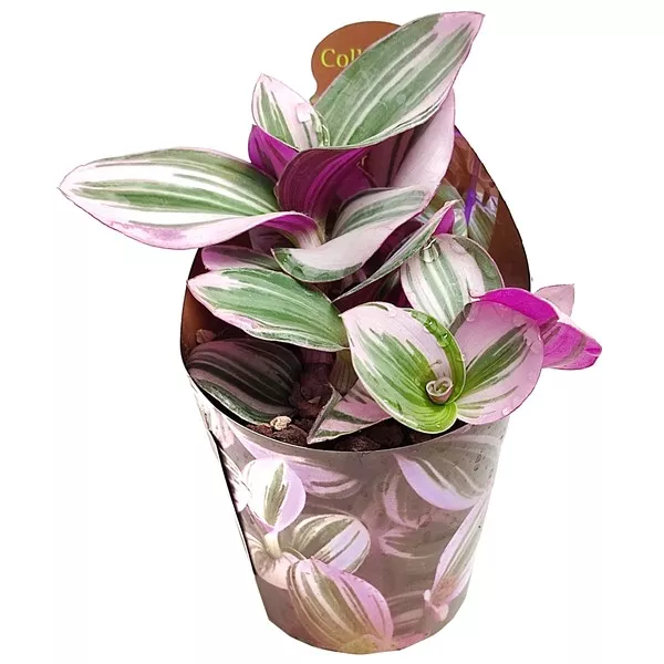 Tradescantia Nanouk (Tradescantia albiflora) v črepníku ø 6,5 cm