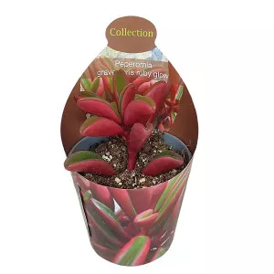Peperomia Ruby Glow (Peperomia graveolens) v črepníku ø 6,5 cm