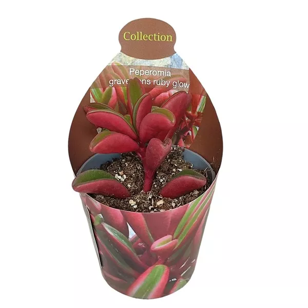 Peperomia Ruby Glow (Peperomia graveolens) v črepníku ø 6,5 cm