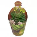 Crassula Benjamin (Crassula) v črepníku ø 6,5 cm