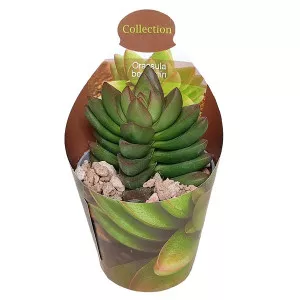 Crassula Benjamin (Crassula) v črepníku ø 6,5 cm