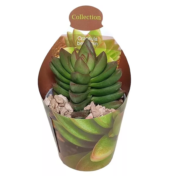 Crassula Benjamin (Crassula) v črepníku ø 6,5 cm