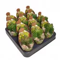 Crassula Benjamin (Crassula) v črepníku ø 6,5 cm