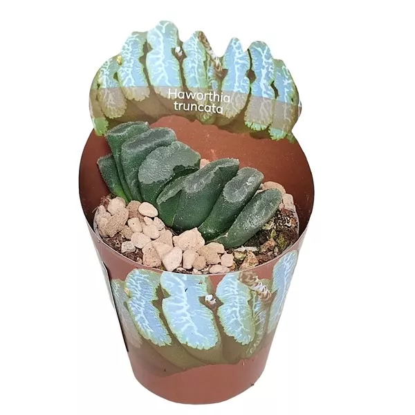 Haworthia (Haworthia truncata) v črepníku ø 6,5 cm