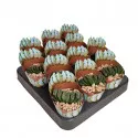 Haworthia (Haworthia truncata) v črepníku ø 6,5 cm