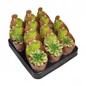 Aeonium (Aeonium floresens) v črepníku ø 6,5 cm