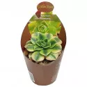 Aeonium (Aeonium floresens) v črepníku ø 6,5 cm