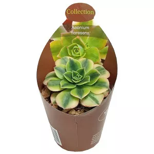 Aeonium (Aeonium floresens) v črepníku ø 6,5 cm