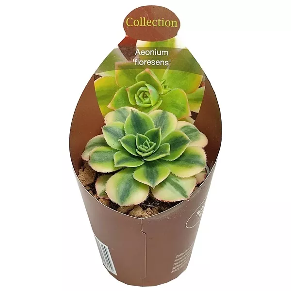 Aeonium (Aeonium floresens) v črepníku ø 6,5 cm
