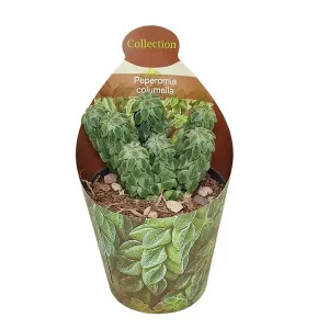 Peperomia (Peperomia columella) v črepníku ø 6,5 cm