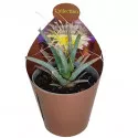 Kaktusy (Leuchtenbergia principis) v črepníku ø 6,5 cm