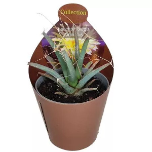 Kaktusy (Leuchtenbergia principis) v črepníku ø 6,5 cm