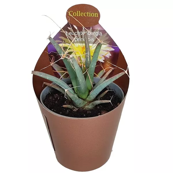 Kaktusy (Leuchtenbergia principis) v črepníku ø 6,5 cm