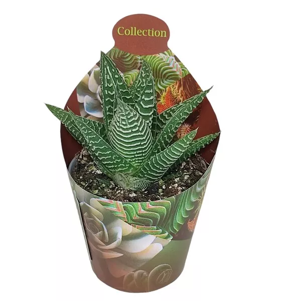 Haworthia Spider White (Haworthia limifolia) v črepníku ø 6,5 cm