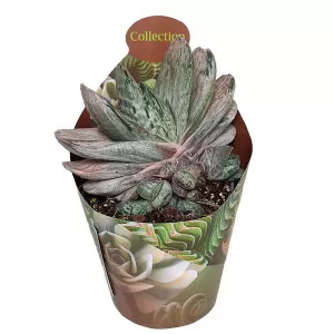Gasteria Sakura Fuji (Gasteria) v črepníku ø 6,5 cm