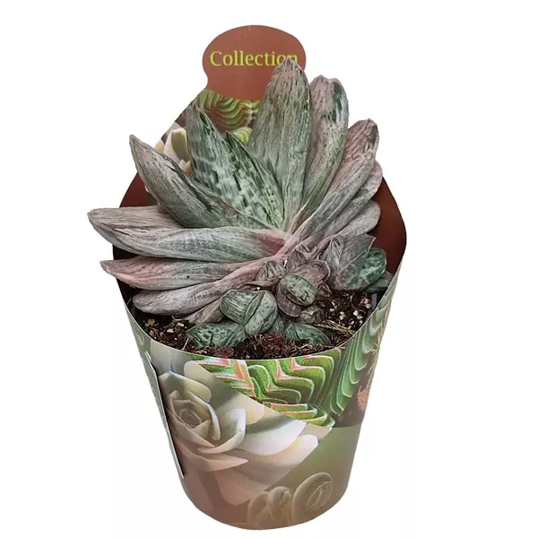 Gasteria Sakura Fuji (Gasteria) v črepníku ø 6,5 cm