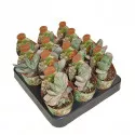 Gasteria Sakura Fuji (Gasteria) v črepníku ø 6,5 cm