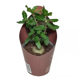 Focke (Fockea edulis) v črepníku ø 6,5 cm