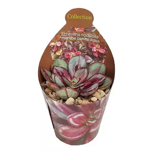 Echeveria Maruba Benitsukasa (Echeveria nodulosa)  v črepníku ø 6,5 cm