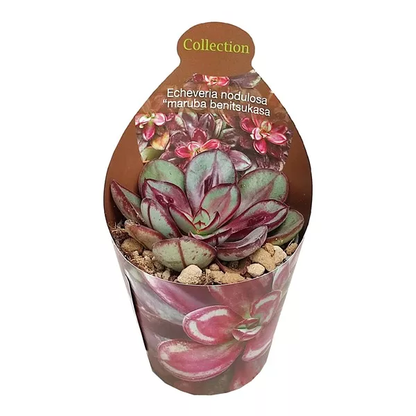 Echeveria Maruba Benitsukasa (Echeveria nodulosa)  v črepníku ø 6,5 cm