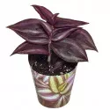 Tradescantia Purple Passion (Tradescantia zebrina) v črepníku ø 6,5 cm