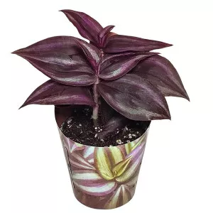 Tradescantia Purple Passion (Tradescantia zebrina) v črepníku ø 6,5 cm