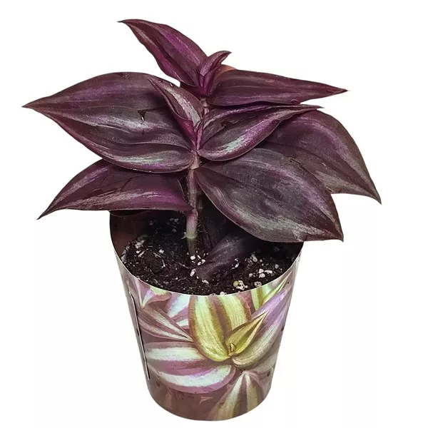 Tradescantia Purple Passion (Tradescantia zebrina) v črepníku ø 6,5 cm