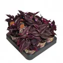 Tradescantia Purple Passion (Tradescantia zebrina) v črepníku ø 6,5 cm