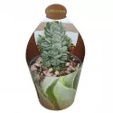 Crassula Ivory Pagoda (Crassula) v črepníku ø 6,5 cm