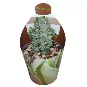 Crassula Ivory Pagoda (Crassula) v črepníku ø 6,5 cm
