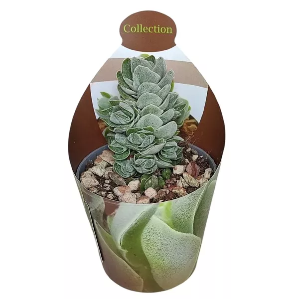 Crassula Ivory Pagoda (Crassula) v črepníku ø 6,5 cm