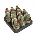 Crassula Ivory Pagoda (Crassula) v črepníku ø 6,5 cm