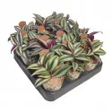 Tradescantia (Tradescantia zebrina) v črepníku ø 6,5 cm