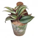 Tradescantia (Tradescantia zebrina) v črepníku ø 6,5 cm