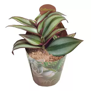 Tradescantia (Tradescantia zebrina) v črepníku ø 6,5 cm