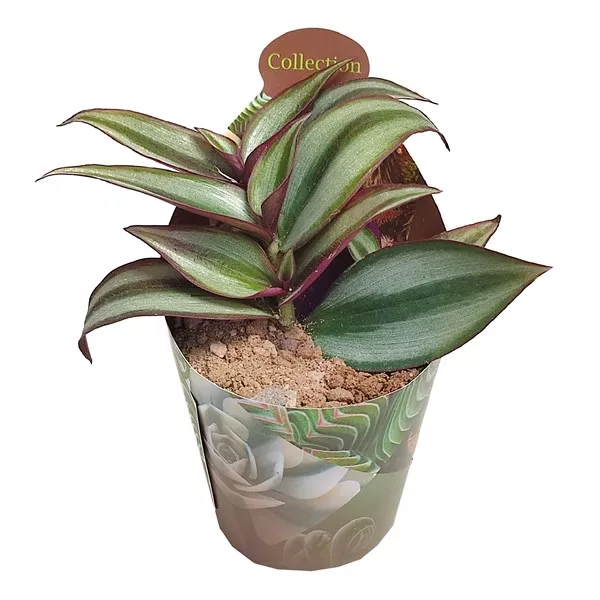 Tradescantia (Tradescantia zebrina) v črepníku ø 6,5 cm