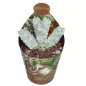 Crassula Deceptor (Crassula) v črepníku ø 6,5 cm