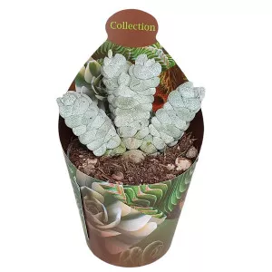 Crassula Deceptor (Crassula) v črepníku ø 6,5 cm