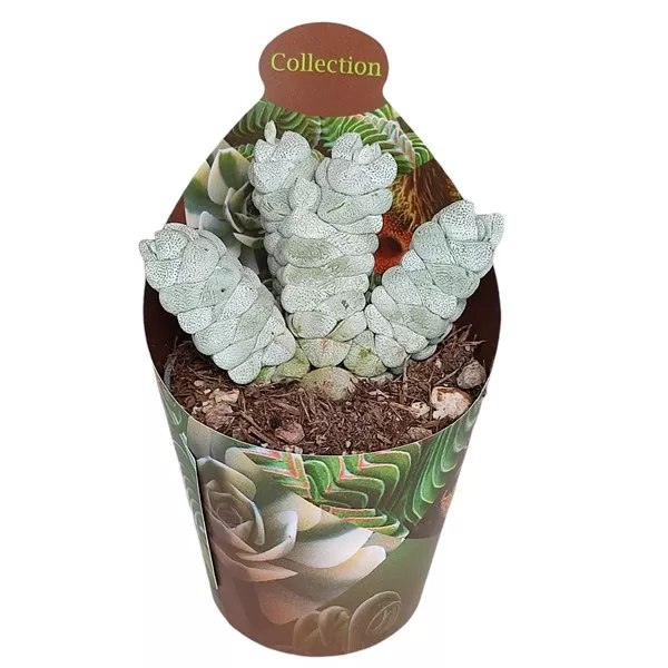 Crassula Deceptor (Crassula) v črepníku ø 6,5 cm