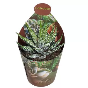 Haworthia Royal Alber (Haworthia fasciata) v črepníku ø 6,5 cm